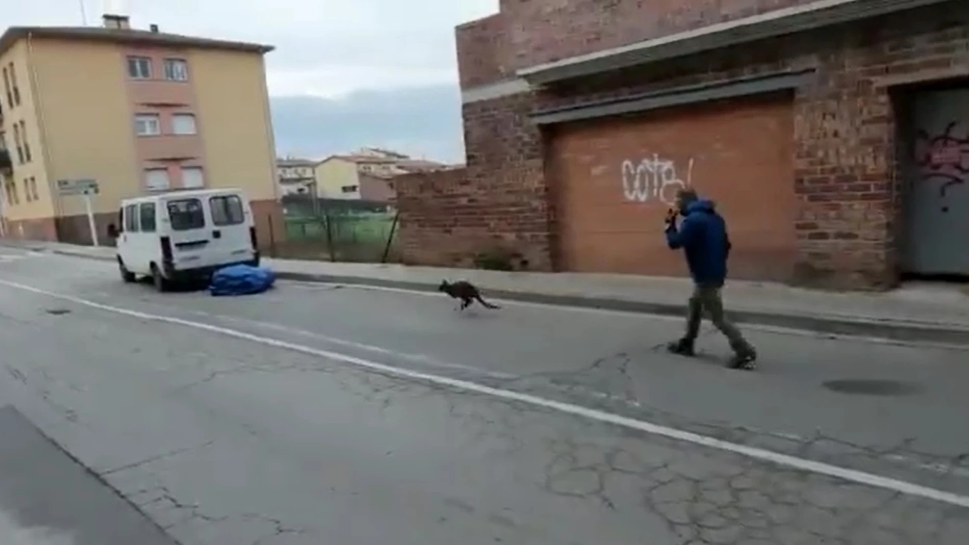 Un canguro perdido en las calles de la localidad de Roda de Ter.