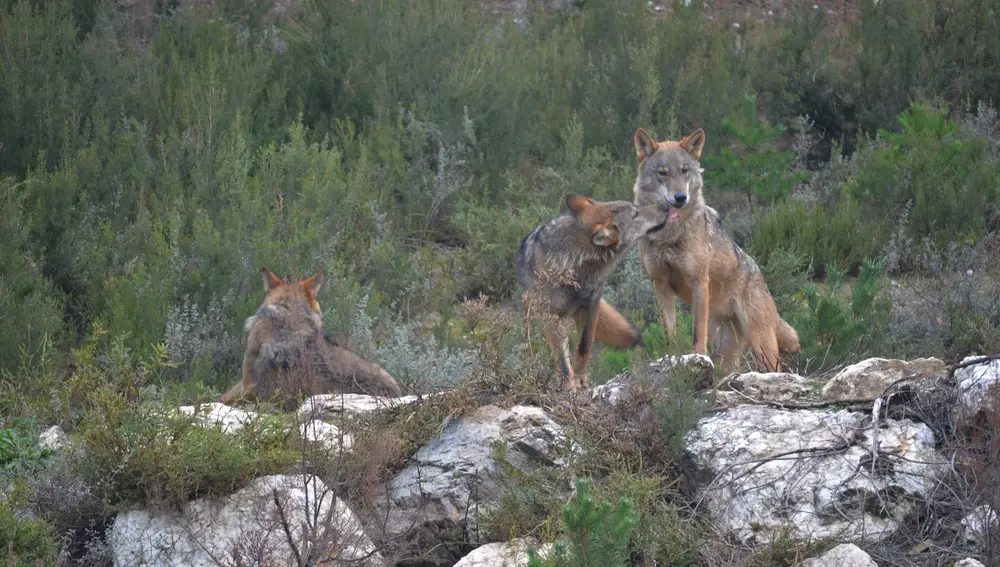 Ejemplares de lobo ibérico en el centro de conservación del lobo de la Fundación Patrimonio Natural y Biodiversidad de la Junta de Castilla y León.FUNDACIÓN PATRIMONIO NATURAL DE 12/02/2021