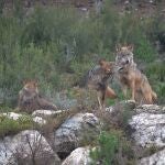 Ejemplares de lobo ibérico en el centro de conservación del lobo de la Fundación Patrimonio Natural y Biodiversidad de la Junta de Castilla y León.FUNDACIÓN PATRIMONIO NATURAL DE 12/02/2021