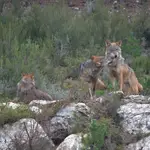 Ejemplares de lobo ibérico en el centro de conservación del lobo de la Fundación Patrimonio Natural y Biodiversidad de la Junta de Castilla y León.FUNDACIÓN PATRIMONIO NATURAL DE 12/02/2021