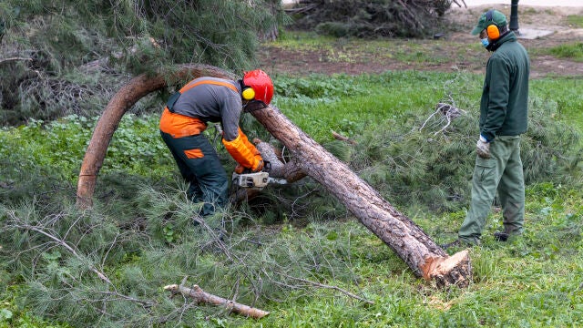 El hombre estaba talando un árbol y se le cayó encima
