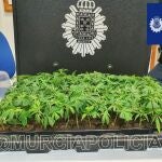 Plantas de marihuana interceptadas a un conductor en La Paz (Murcia)