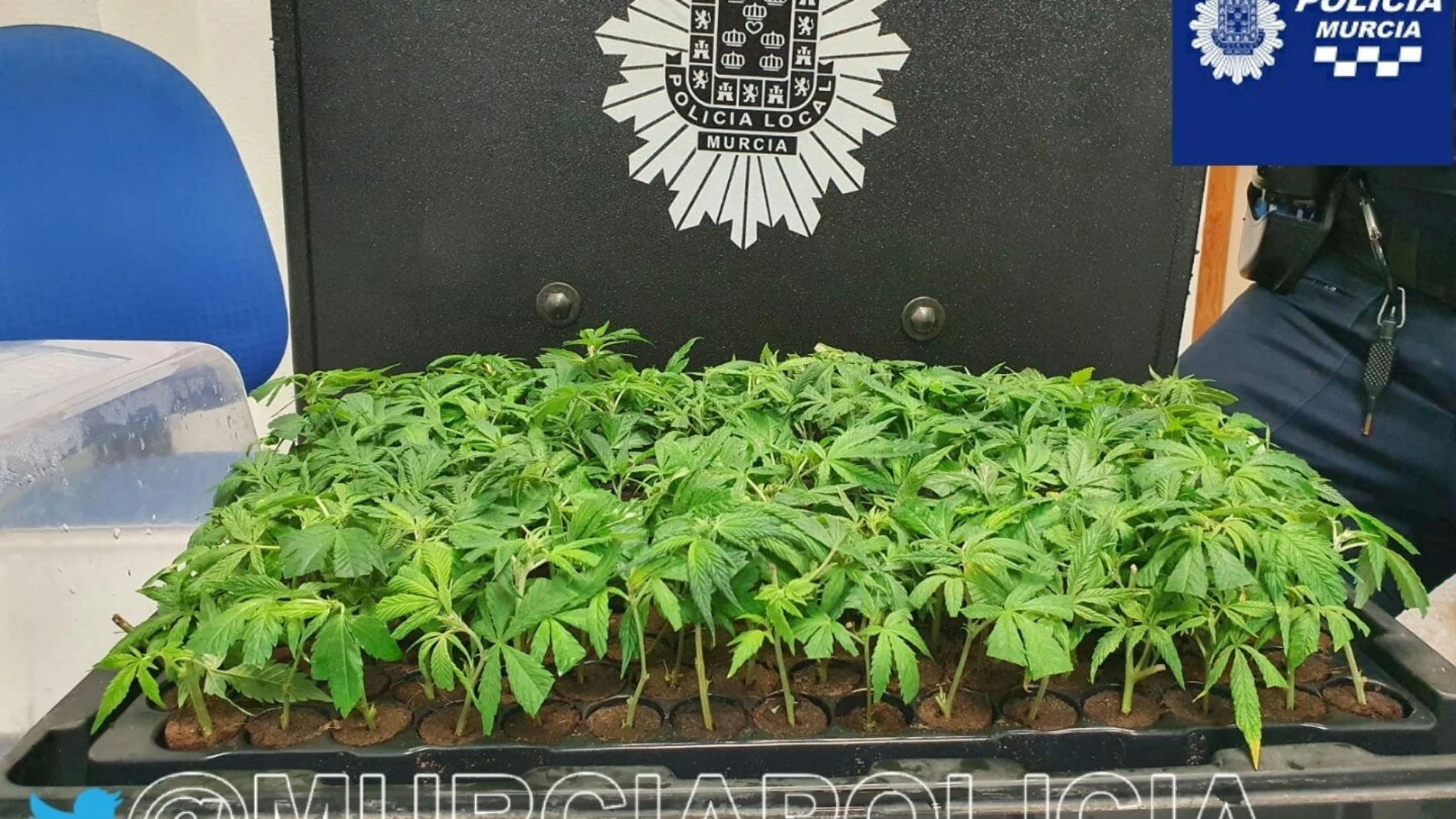 Plantas de marihuana interceptadas a un conductor en La Paz (Murcia)