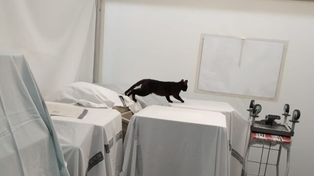 Un gato dentro del hospital de campaña de Castellón