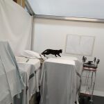 Un gato dentro del hospital de campaña de Castellón