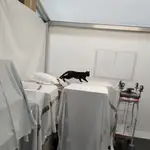 Un gato dentro del hospital de campaña de Castellón