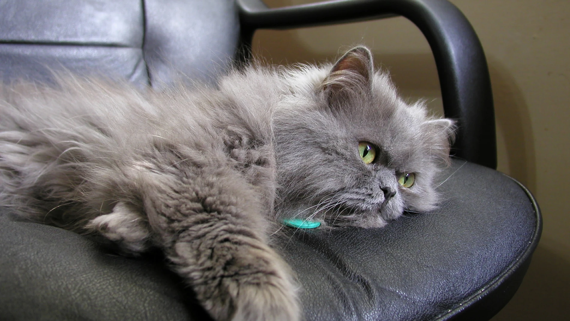 Gato persa gris en silla de ordenador