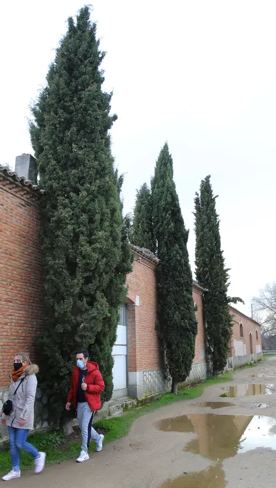 Árboles de la familia de la cupresáceas en la dársena del canal de Castilla en Palencia
