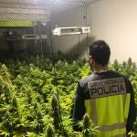 Imagen de la plantación intervenida