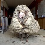 Baarack, una oveja que pesaba 35 kilos porque llevaba sin esquilarse durante muchos años
