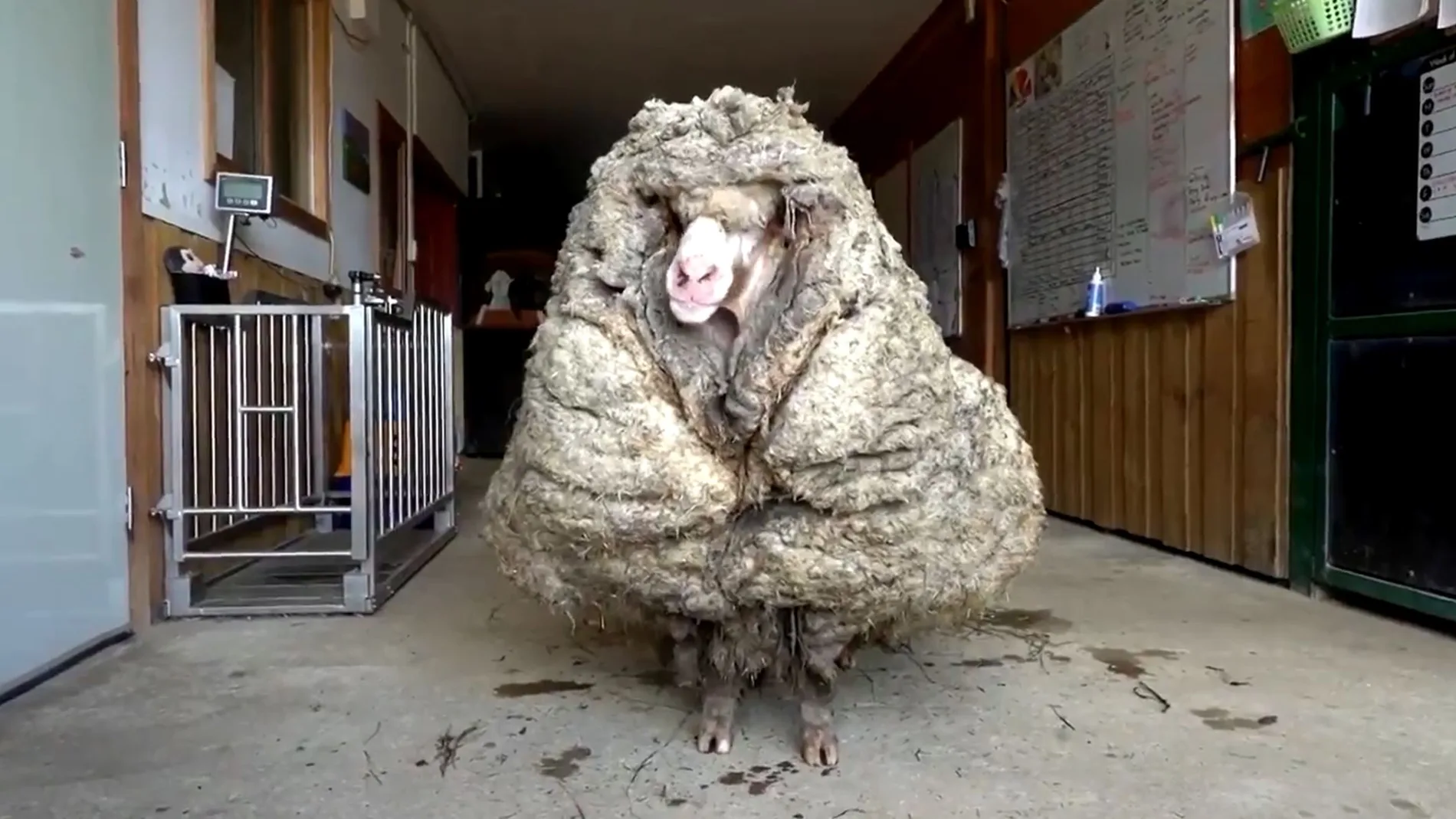 Baarack, una oveja que pesaba 35 kilos porque llevaba sin esquilarse durante muchos años