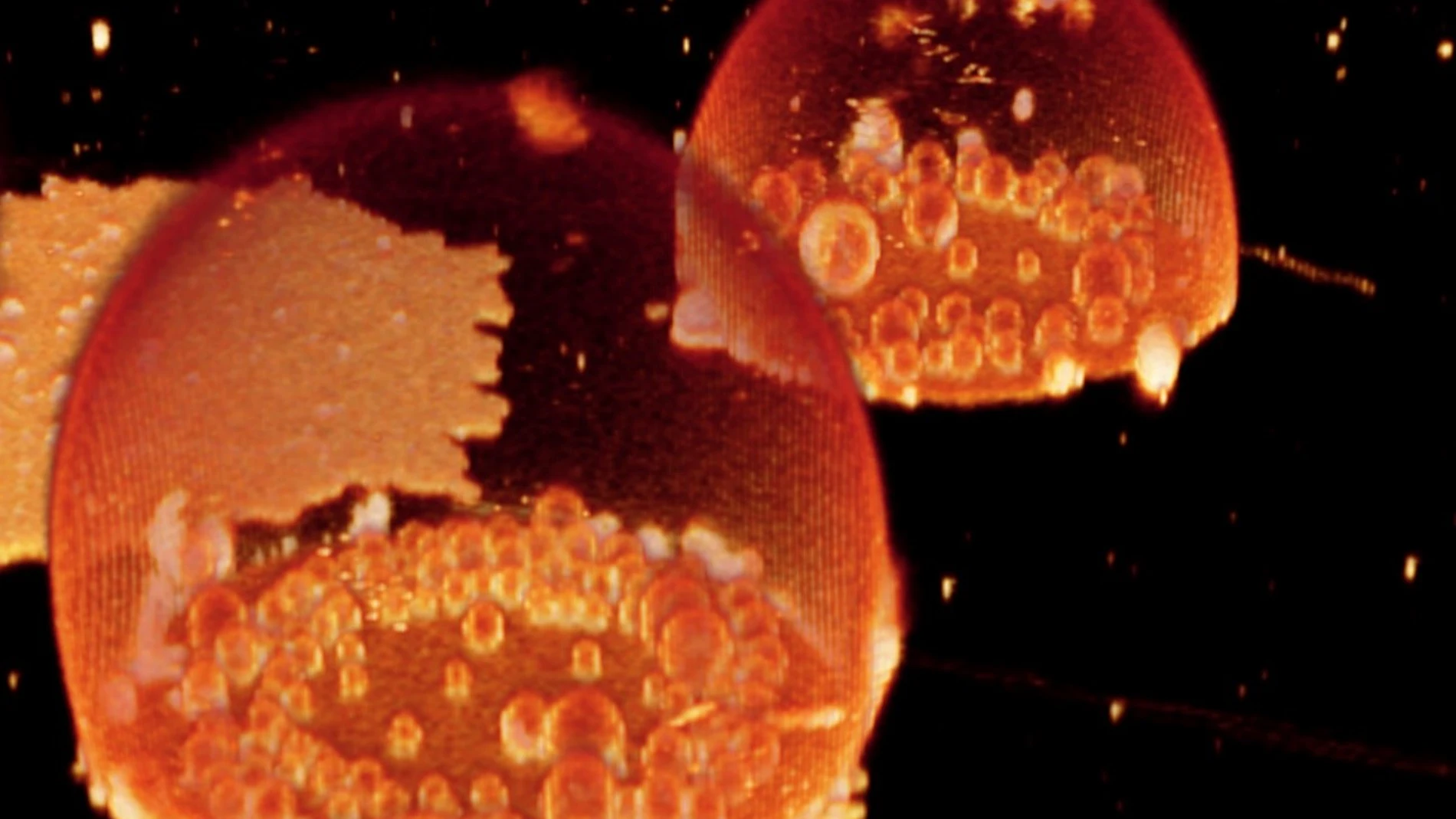 Protocélulas formadas espontáneamente en una tinción fluorescente. Puede verse en su interior una serie de compartimentos muy reveladores para entender la historia de la vida en la Tierra.