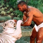 Mike Tyson, jugando con uno de sus tigres de Bengala.