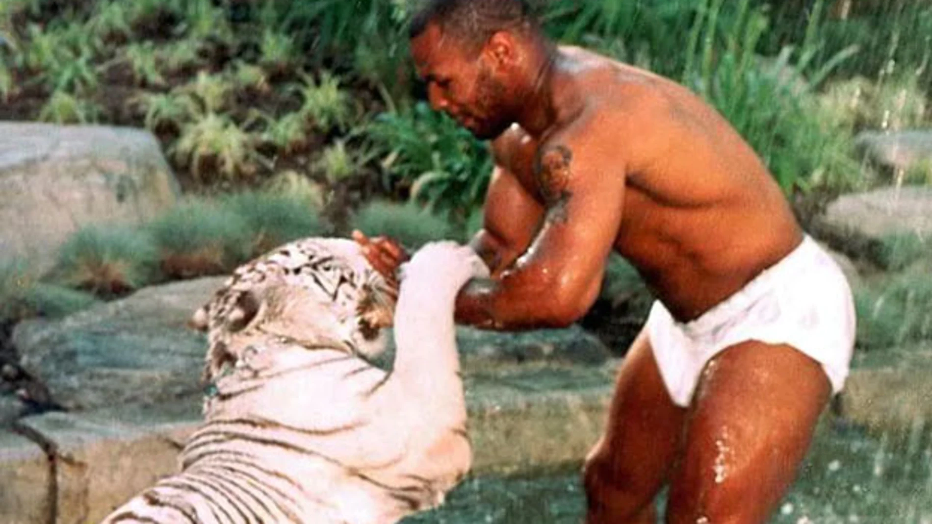 Mike Tyson, jugando con uno de sus tigres de Bengala.