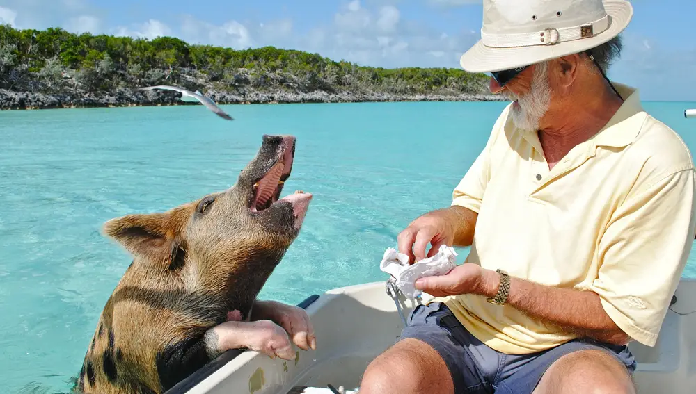 Un turista alimentando a uno de los inquilinos de Pig Island.