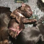 Seprona constató la publicación, en la red social Facebook, de un anuncio en el que se daba en adopción a una perra y a sus dos cachorros recién nacido