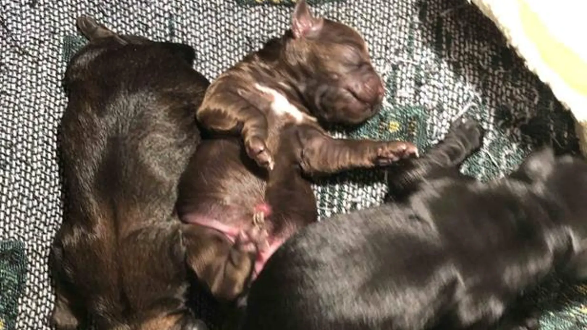Seprona constató la publicación, en la red social Facebook, de un anuncio en el que se daba en adopción a una perra y a sus dos cachorros recién nacido