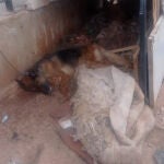 La Policía localizó al pastor alemán atado en una caseta con síntomas de desnutrición y maltrato