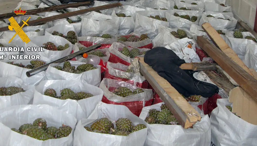 Piñas incautadas
