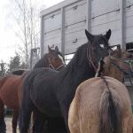Infracciones en el transporte de caballos a Italia