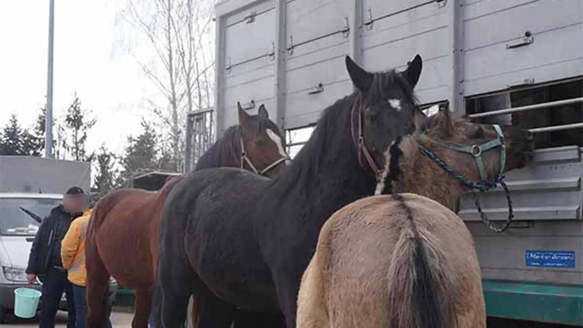 Infracciones en el transporte de caballos a Italia