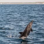 -FOTODELDÍA- AME8404. CHIQUIMULILLA (GUATEMALA), 26/02/2021.- Un delfín nariz de botella nada hoy en la costa de Chiquimulilla, Santa Rosa, sur de Guatemala. EFE/ Esteban Biba