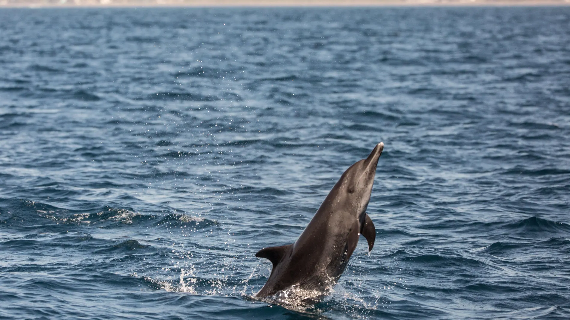 -FOTODELDÍA- AME8404. CHIQUIMULILLA (GUATEMALA), 26/02/2021.- Un delfín nariz de botella nada hoy en la costa de Chiquimulilla, Santa Rosa, sur de Guatemala. EFE/ Esteban Biba