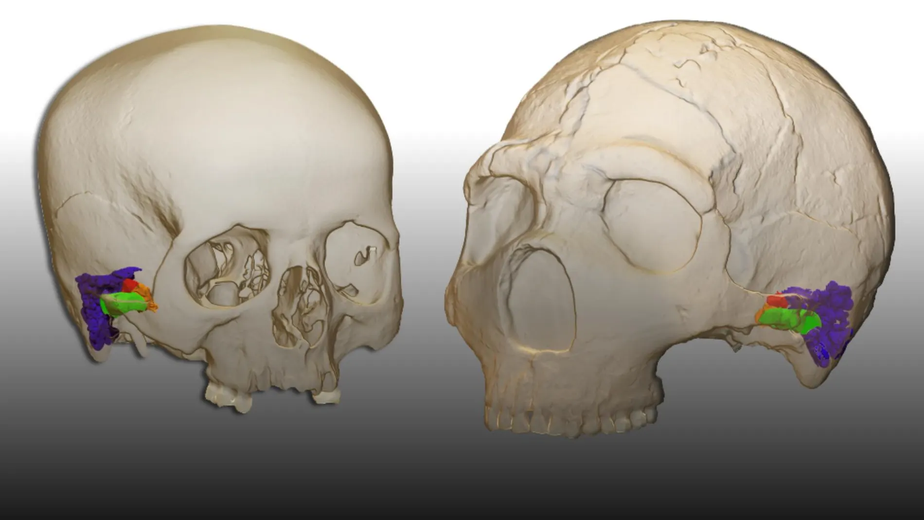 Modelo tridimensional y reconstrucción virtual del oído de un humano moderno (izquierda) Neandertal Amud 1 (derecha)
