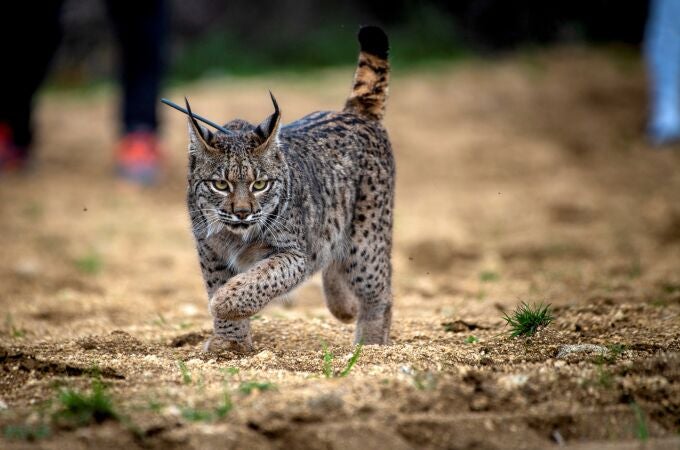 Ejemplar de lince ibérico Fuente: EFE/Ismael Herrero
