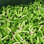 Vainas biodegradables fabricadas en Bioammo