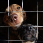 Dos perros en un refugio temporal para animales