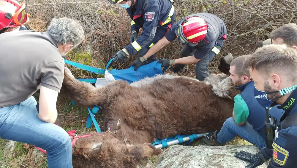 Imagen de archivo del rescate de un burro