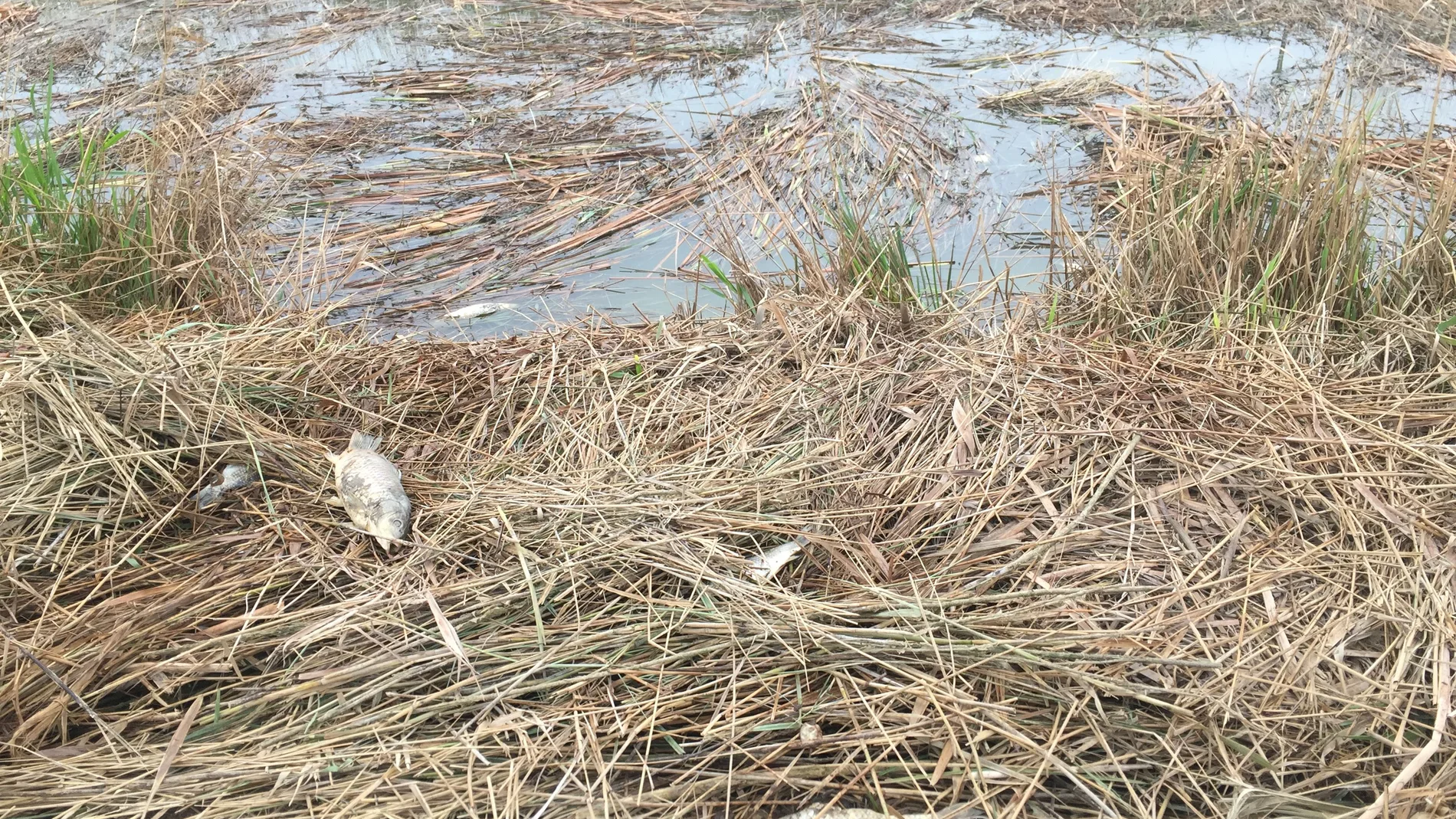 Peces de la Albufera de Valencia muertos por falta de oxígeno