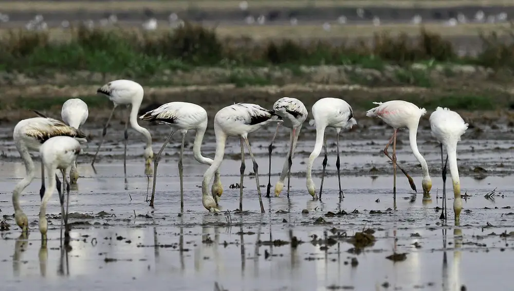 Un grupo de flamencos se alimenta en uno de los pocos campos de arroz que aún permanece en el Parque Natural de La Albufera | Fuente: EFE/Manuel Bruque
