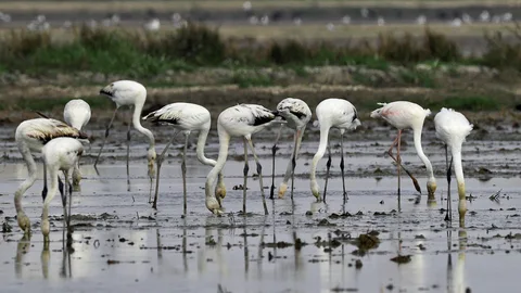 Un grupo de flamencos se alimenta en uno de los pocos campos de arroz que aún permanece en el Parque Natural de La Albufera | Fuente: EFE/Manuel Bruque