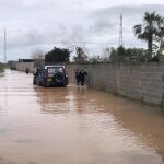 Perros evacuados de la perrera de Los Barrios