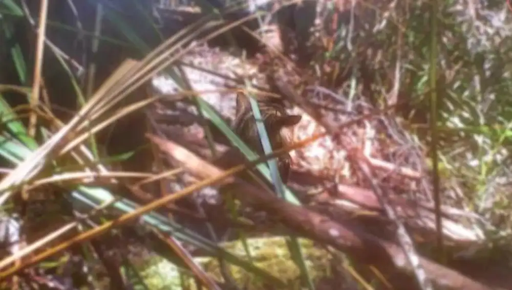 Fotografía de una presunta cría de lobo marsupial alejándose entre la hojarasca. La cría ha sido resaltada para facilitar su avistamiento en la foto (Tomada por Neil Waters en Tasmania)
