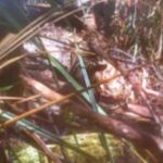 Fotografía de una presunta cría de lobo marsupial alejándose entre la hojarasca. La cría ha sido resaltada para facilitar su avistamiento en la foto (Tomada por Neil Waters en Tasmania)