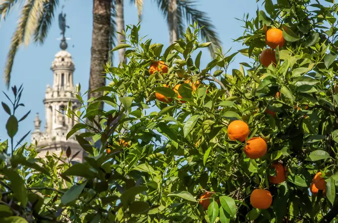 El municipio con mayor número de naranjos del mundo