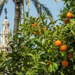 Naranjos de los jardines del Real Alcázar de Sevilla. EFE/ Raúl Caro