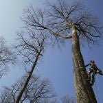 A forest worker climbs an oak in the Forest of Berce in the Loire region, Tuesday, March 9, 2021. In a former royal forest in France, four 200-year-old oaks are being felled for wood to reconstruct Notre Dame cathedral's fallen spire. (AP Photo/Thibault Camus)