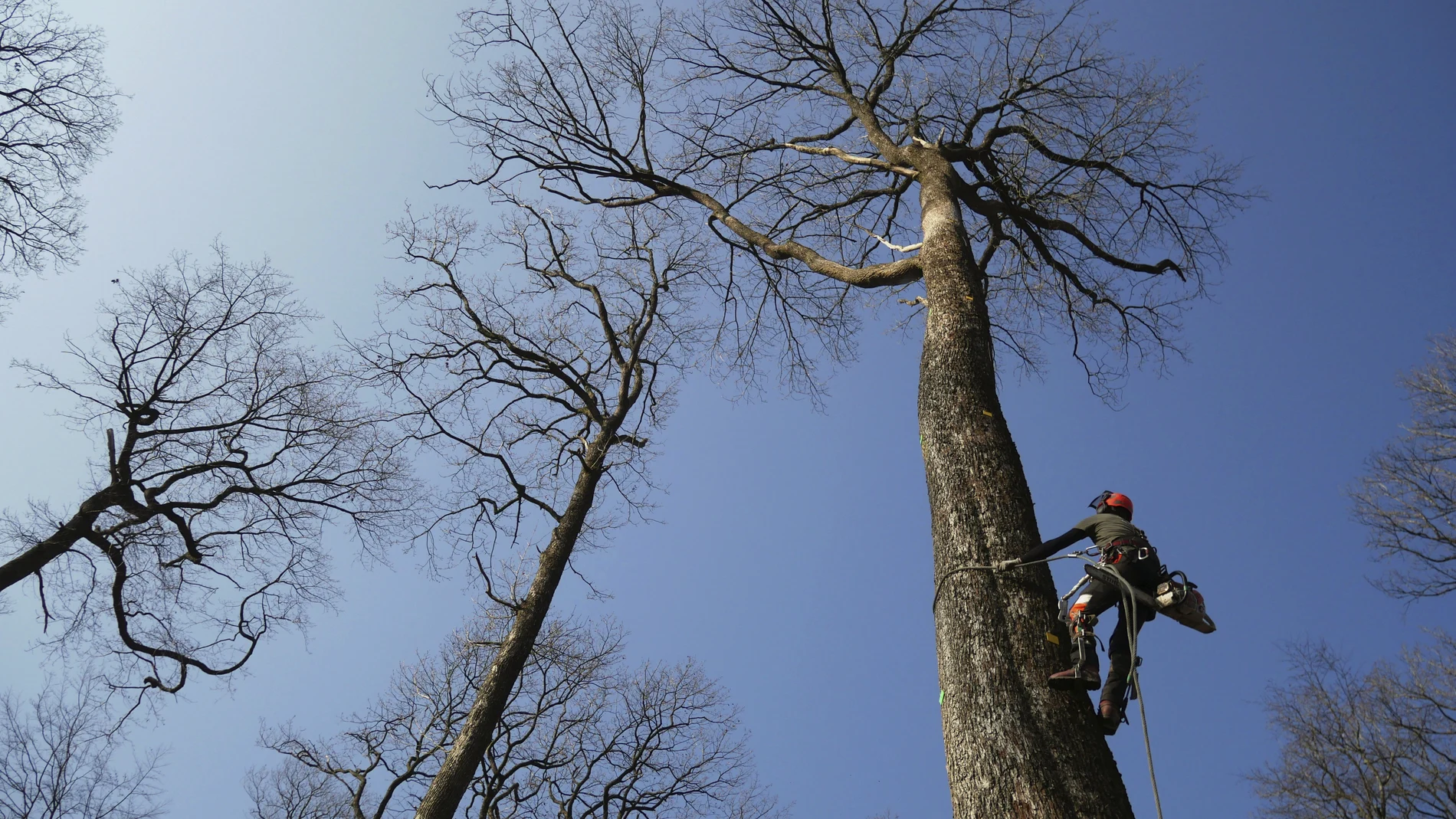 A forest worker climbs an oak in the Forest of Berce in the Loire region, Tuesday, March 9, 2021. In a former royal forest in France, four 200-year-old oaks are being felled for wood to reconstruct Notre Dame cathedral's fallen spire. (AP Photo/Thibault Camus)