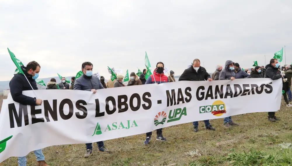 ganaderos protestan en Aguilar de Campoó contra la protección del lobo