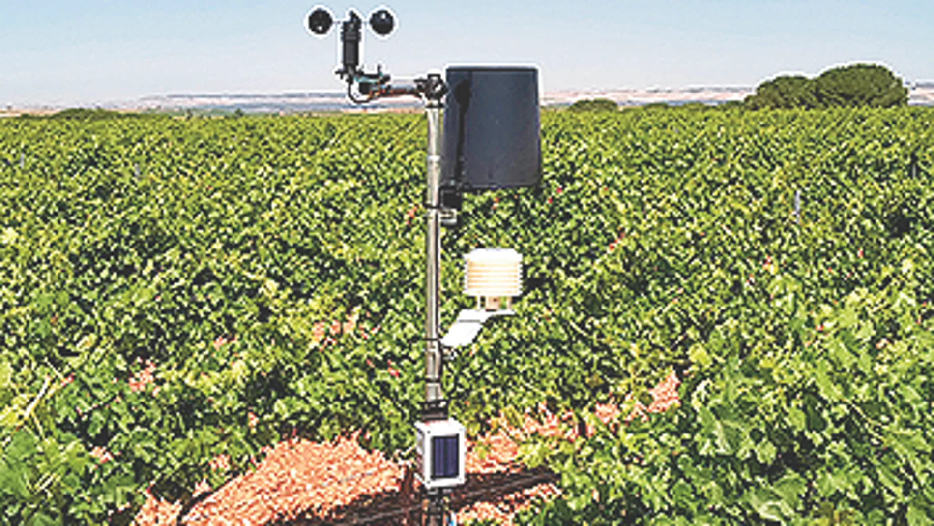 La D.O. Rueda ha instalado estaciones metereológicas que permitirá controlar los viñedos desde el móvil