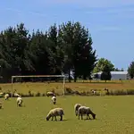 Ovejas desbrozadoras en un campo de fútbol
