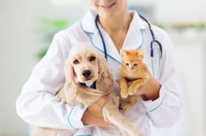 Vacunar a las mascotas es vital para la salud de ellas y del resto de la familia.