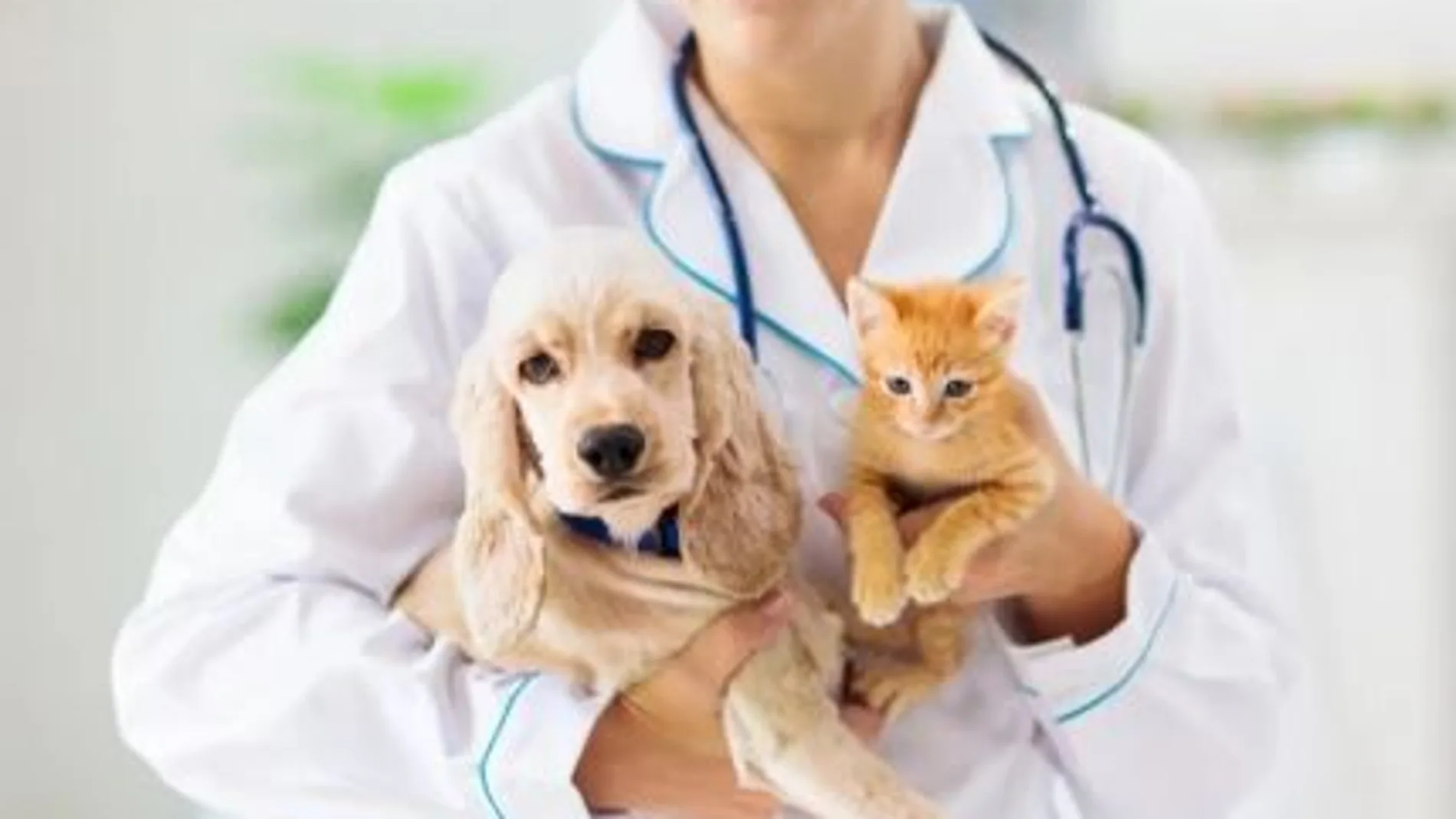 Vacunar a las mascotas es vital para la salud de ellas y del resto de la familia.