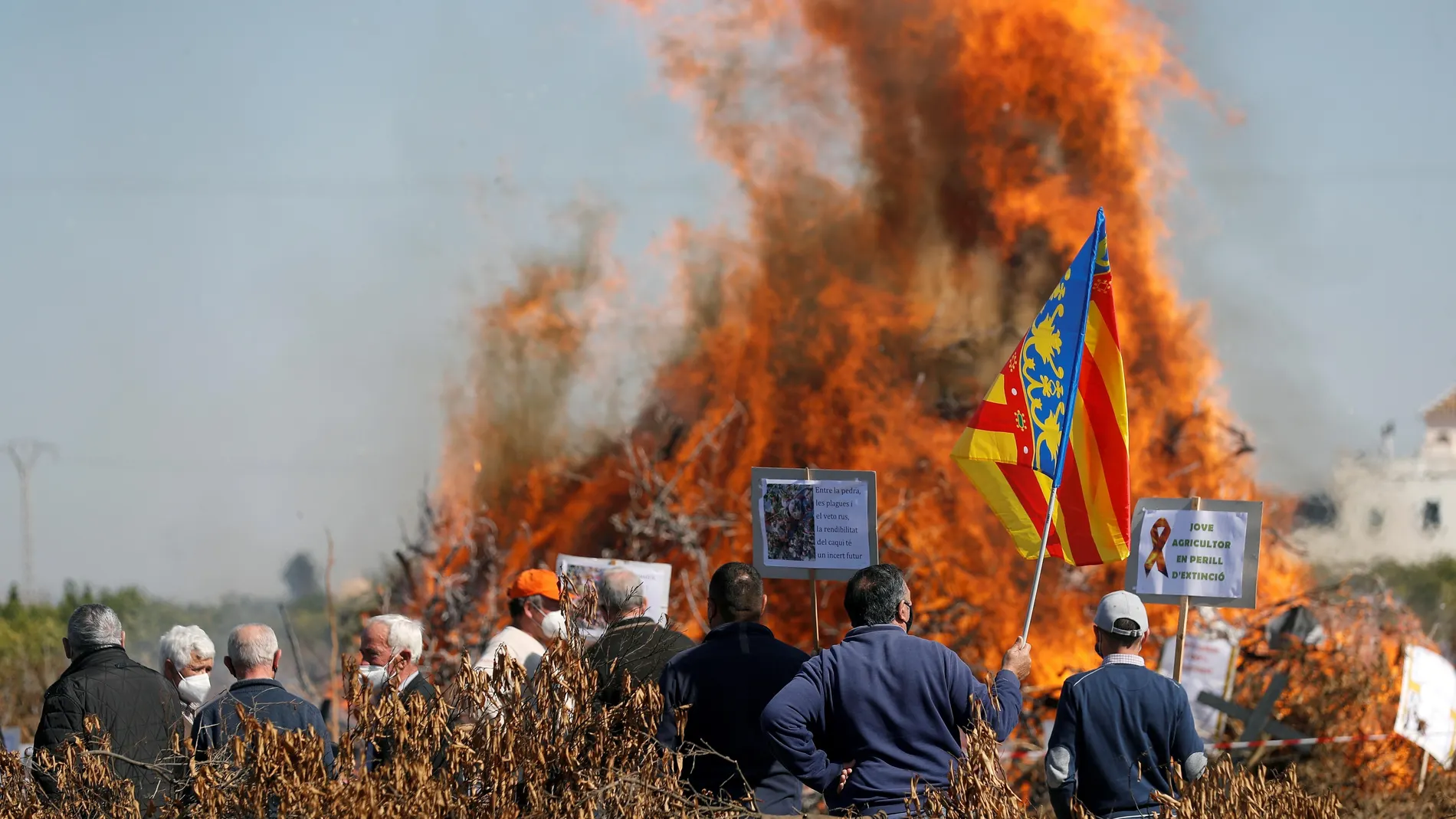 La Asociación Valenciana de Agricultores (AVA-Asaja) escenifica la crisis agraria con una "cremà" de naranjos arrancados por los precios ruinosos obtenidos en las últimas campañas