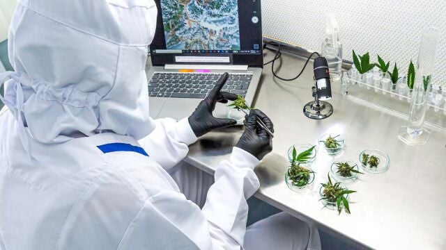 Los autores advierten contra la autoadministración de CBD para tratar la Covid-19, alegando preguntas aún pendientes con la dosis óptima, la formulación y el modo de administración