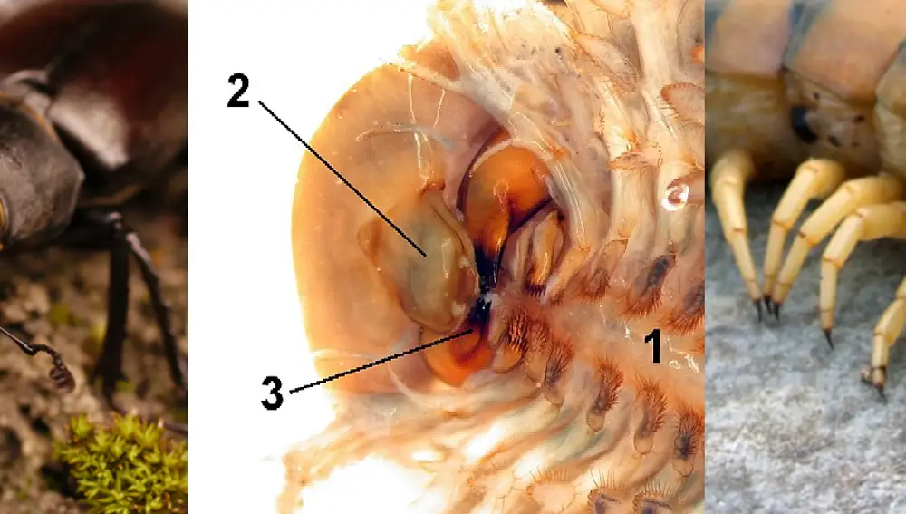Tres mandíbulas: las del ciervo volante, Lucanus cervus (izquierda), las de un crustáceo del género Triops (centro, marcadas con un 3) y las del ciempiés Scolopendra cingulata (derecha, los dos apéndices con forma de colmillo que se abren a ambos lados de la cabeza). En los tres casos se trata de una pareja de apéndices con forma de pinza que se insertan a derecha e izquierda de la boca.